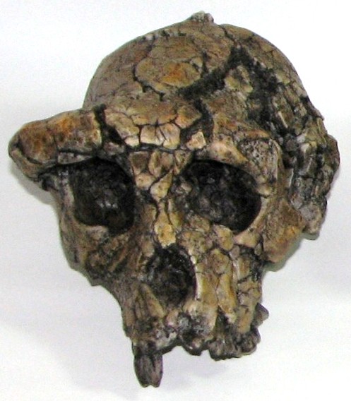 Orrorin Tugenensis Skull